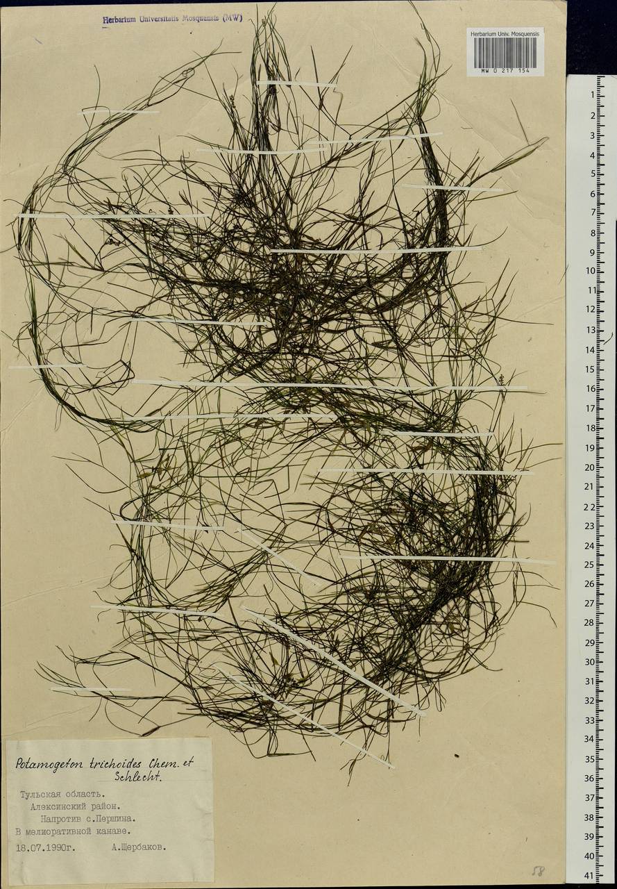 Potamogeton trichoides Cham. & Schltdl., Eastern Europe, Central region (E4) (Russia)