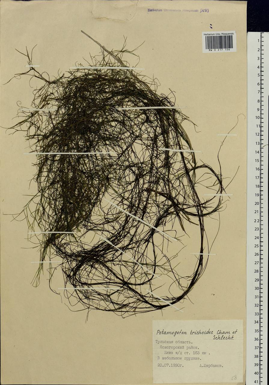 Potamogeton trichoides Cham. & Schltdl., Eastern Europe, Central region (E4) (Russia)