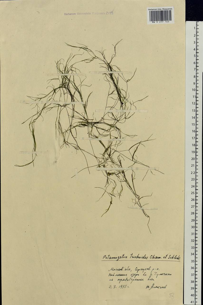 Potamogeton trichoides Cham. & Schltdl., Eastern Europe, Moscow region (E4a) (Russia)