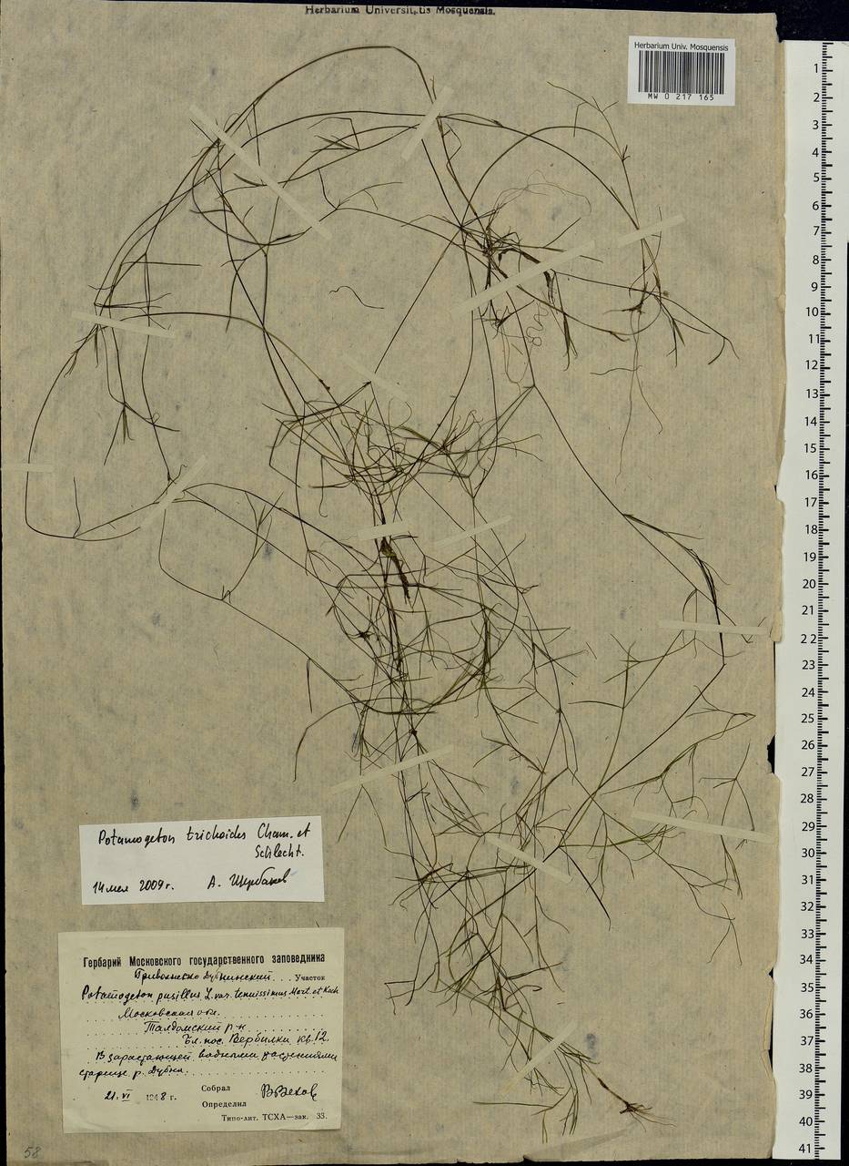 Potamogeton trichoides Cham. & Schltdl., Eastern Europe, Moscow region (E4a) (Russia)