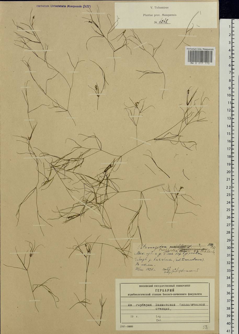 Potamogeton trichoides Cham. & Schltdl., Eastern Europe, Moscow region (E4a) (Russia)