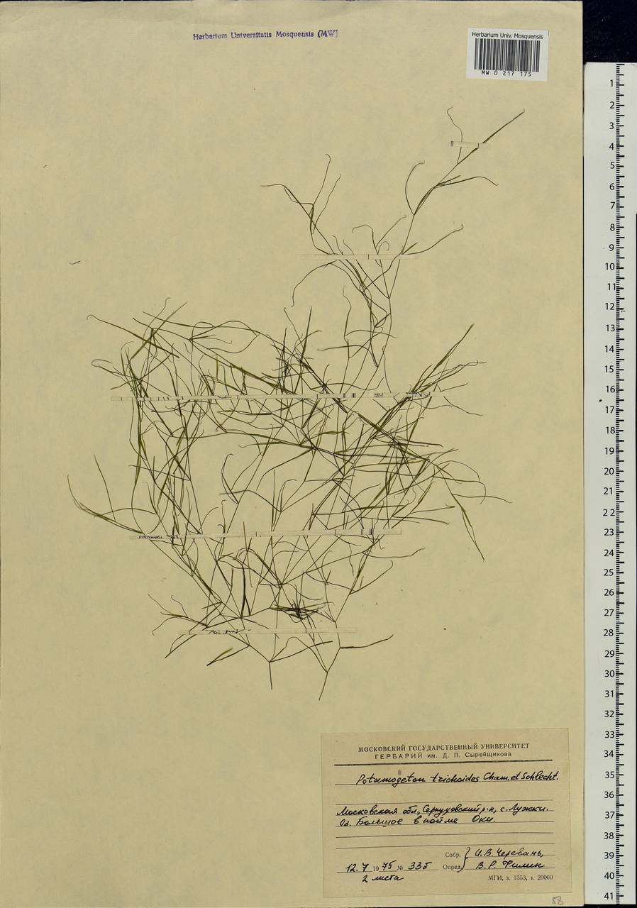 Potamogeton trichoides Cham. & Schltdl., Eastern Europe, Moscow region (E4a) (Russia)