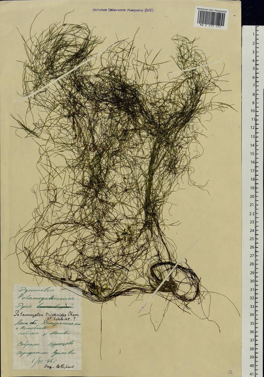 Potamogeton trichoides Cham. & Schltdl., Eastern Europe, Moscow region (E4a) (Russia)