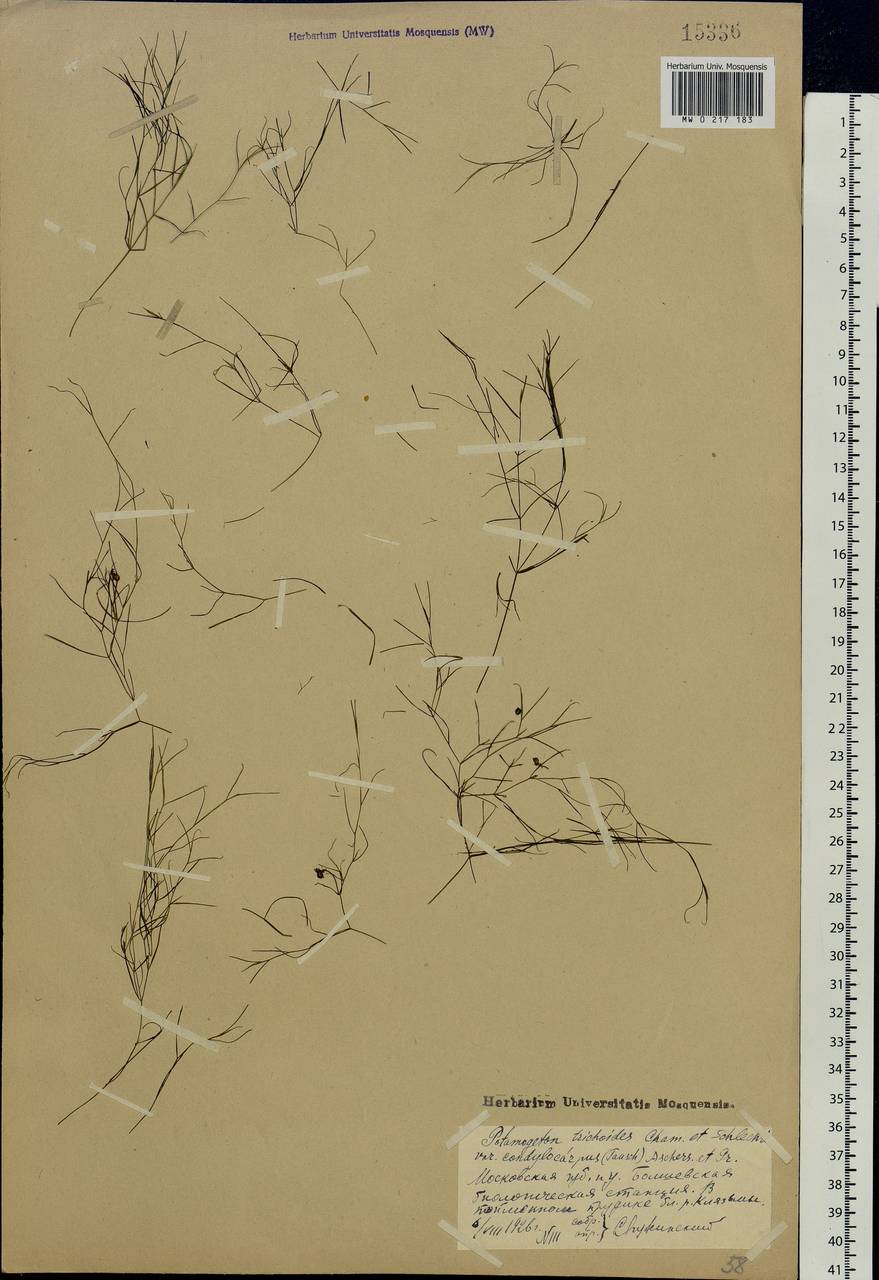 Potamogeton trichoides Cham. & Schltdl., Eastern Europe, Moscow region (E4a) (Russia)