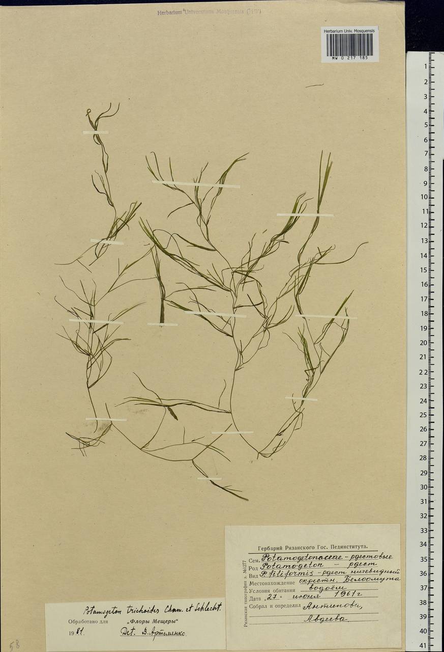 Potamogeton trichoides Cham. & Schltdl., Eastern Europe, Moscow region (E4a) (Russia)