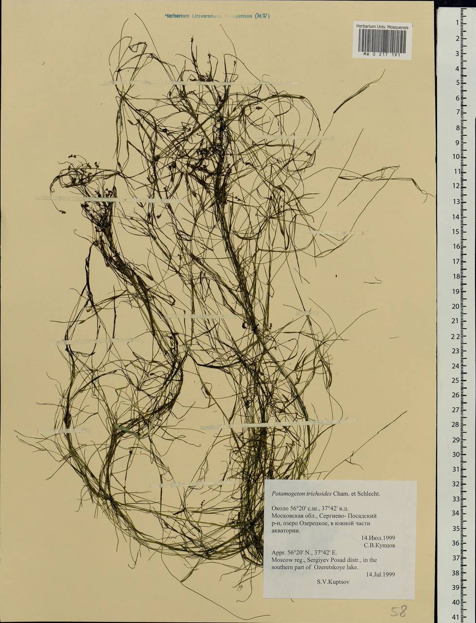 Potamogeton trichoides Cham. & Schltdl., Eastern Europe, Moscow region (E4a) (Russia)