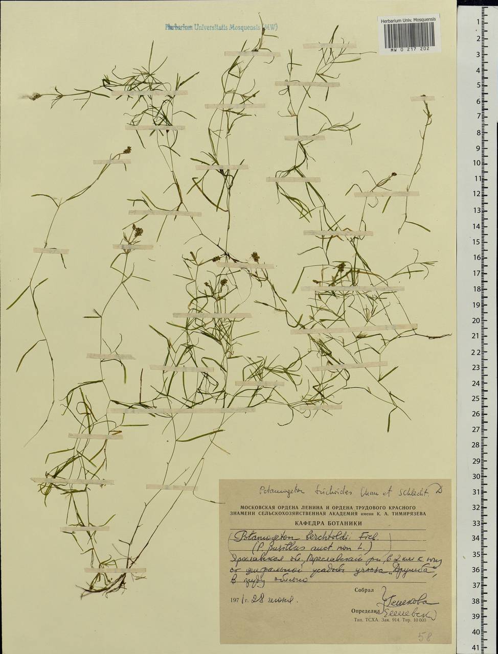 Potamogeton trichoides Cham. & Schltdl., Eastern Europe, Central forest region (E5) (Russia)