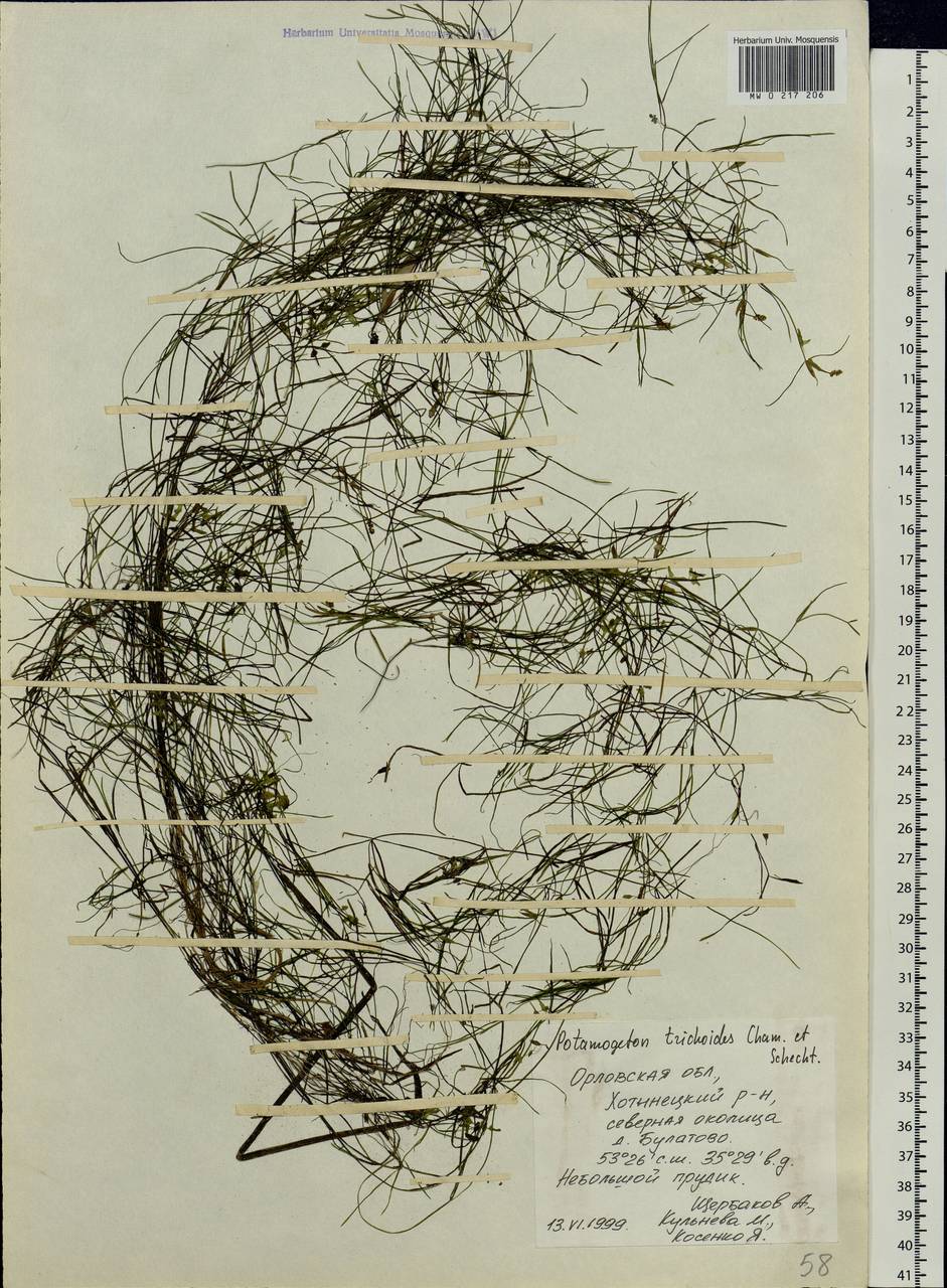 Potamogeton trichoides Cham. & Schltdl., Eastern Europe, Central forest-and-steppe region (E6) (Russia)