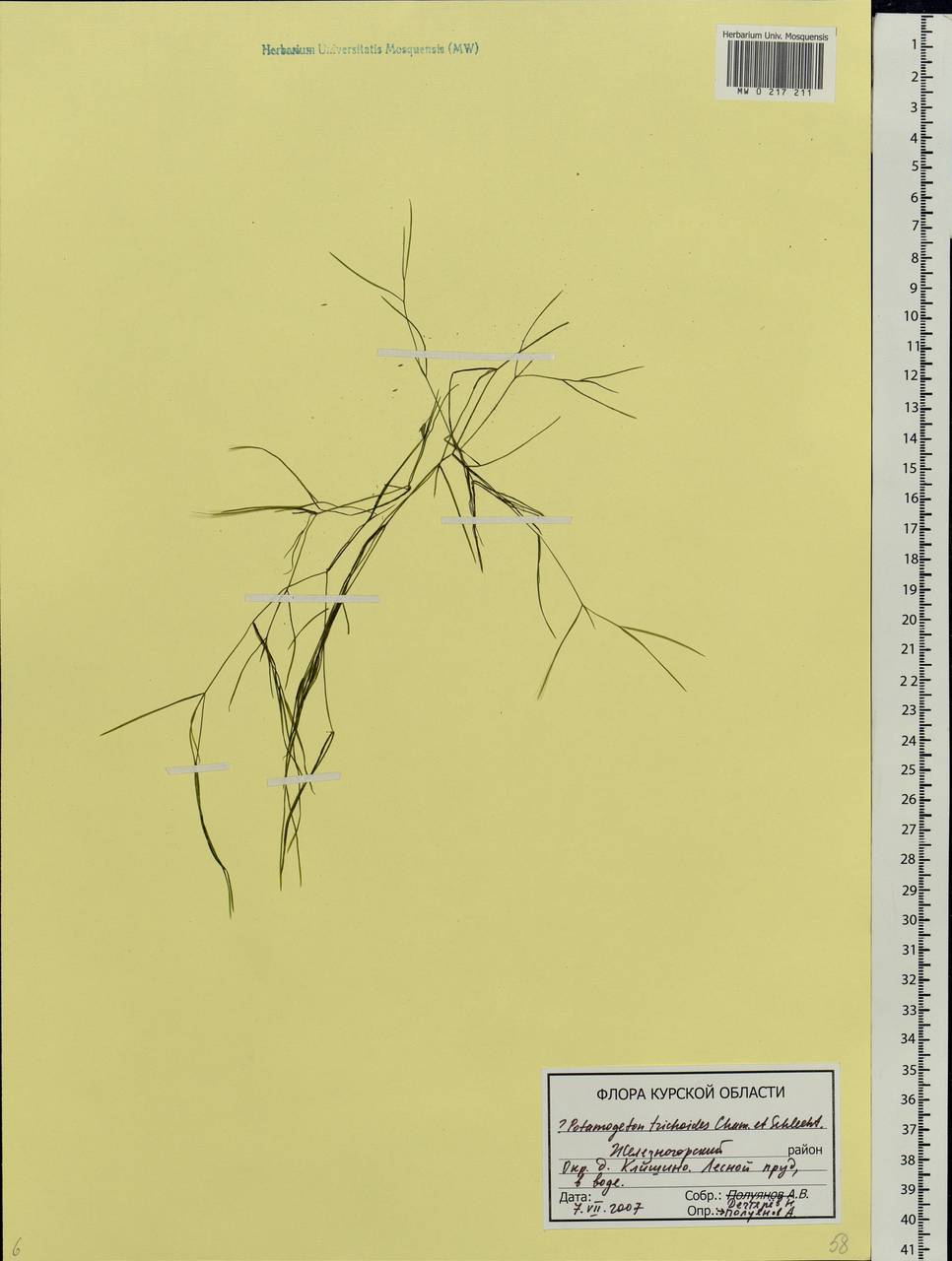 Potamogeton trichoides Cham. & Schltdl., Eastern Europe, Central forest-and-steppe region (E6) (Russia)