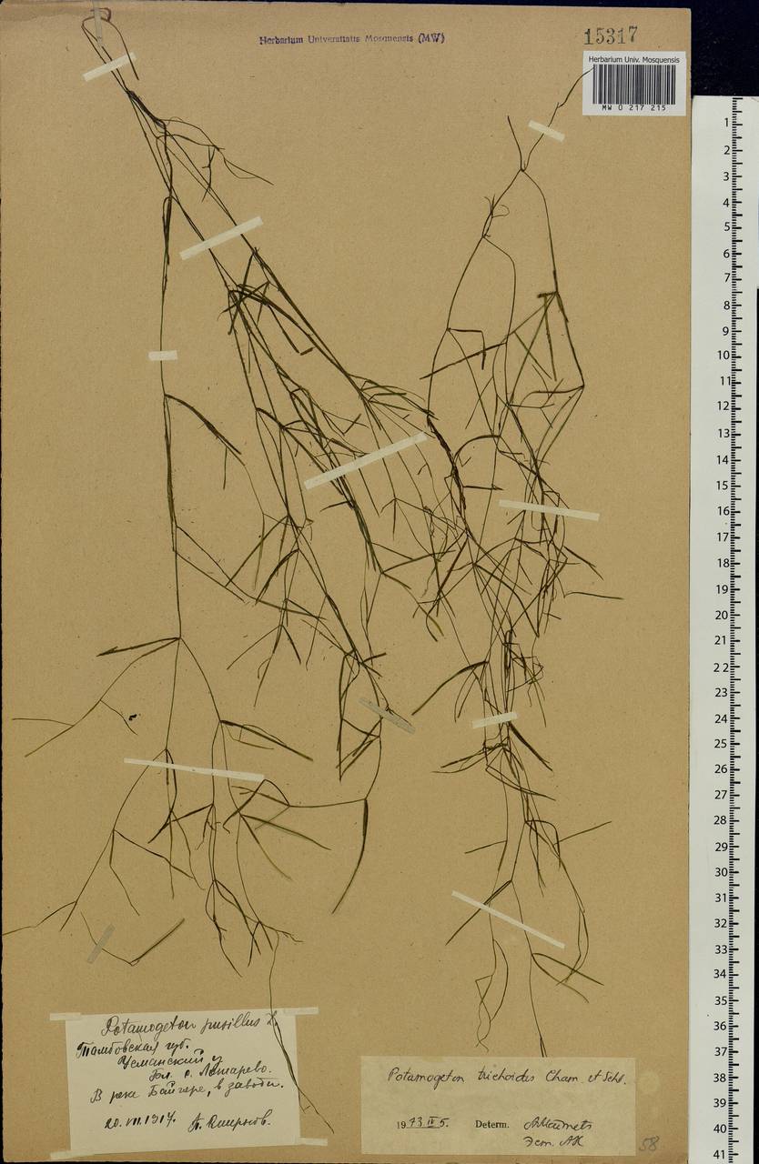 Potamogeton trichoides Cham. & Schltdl., Eastern Europe, Central forest-and-steppe region (E6) (Russia)