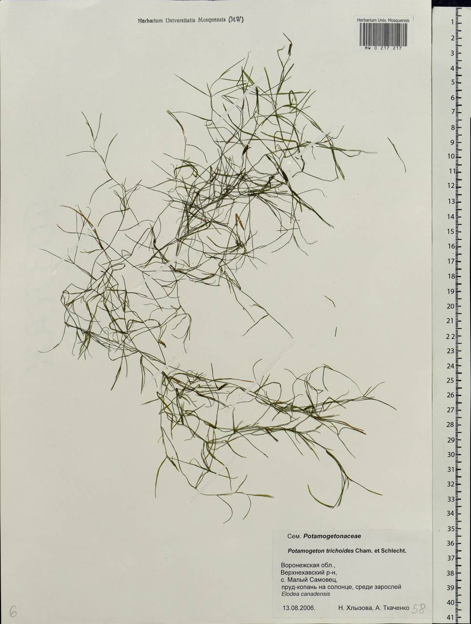 Potamogeton trichoides Cham. & Schltdl., Eastern Europe, Central forest-and-steppe region (E6) (Russia)