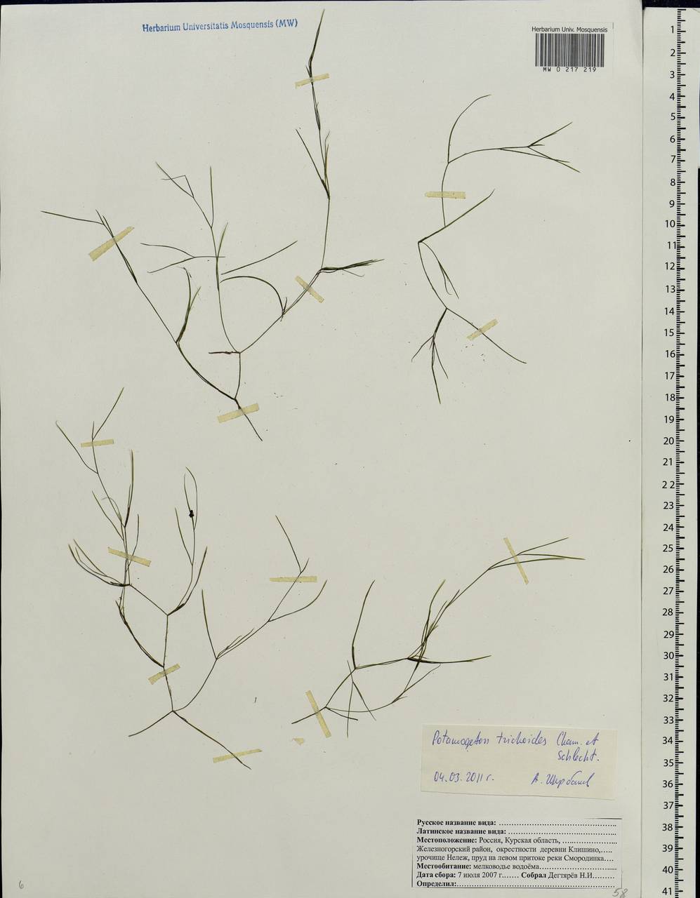 Potamogeton trichoides Cham. & Schltdl., Eastern Europe, Central forest-and-steppe region (E6) (Russia)