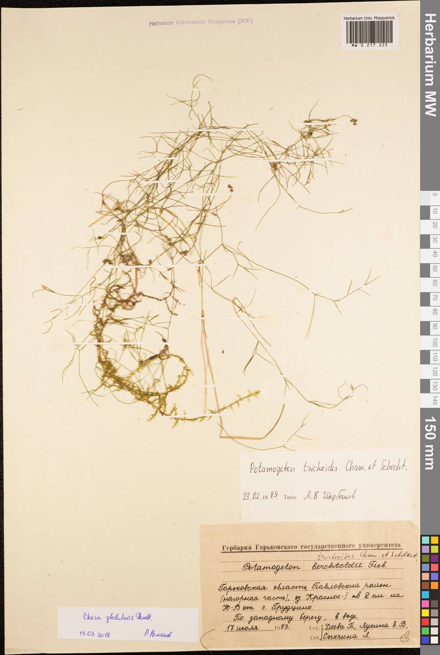 Potamogeton trichoides Cham. & Schltdl., Eastern Europe, Volga-Kama region (E7) (Russia)