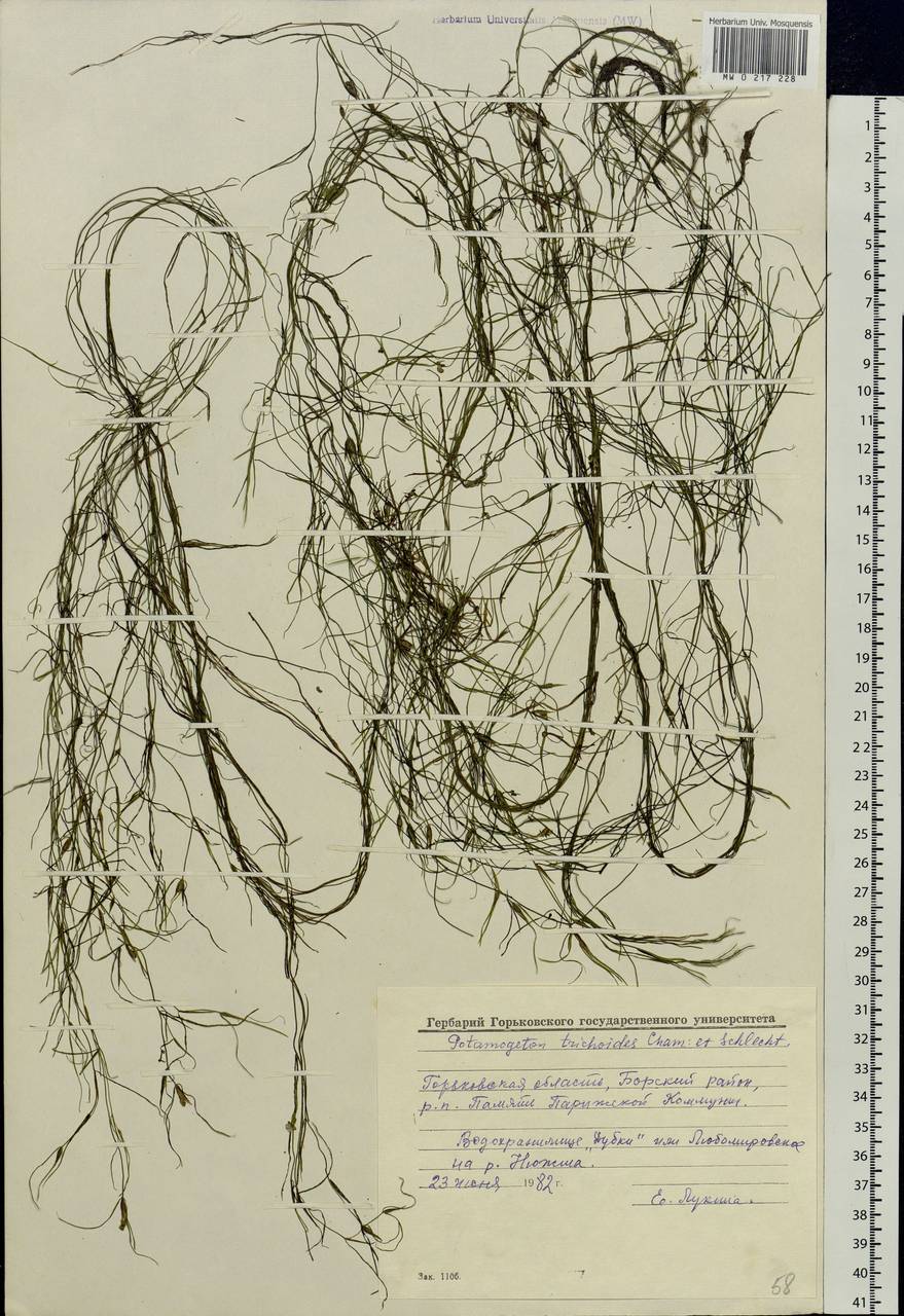 Potamogeton trichoides Cham. & Schltdl., Eastern Europe, Volga-Kama region (E7) (Russia)