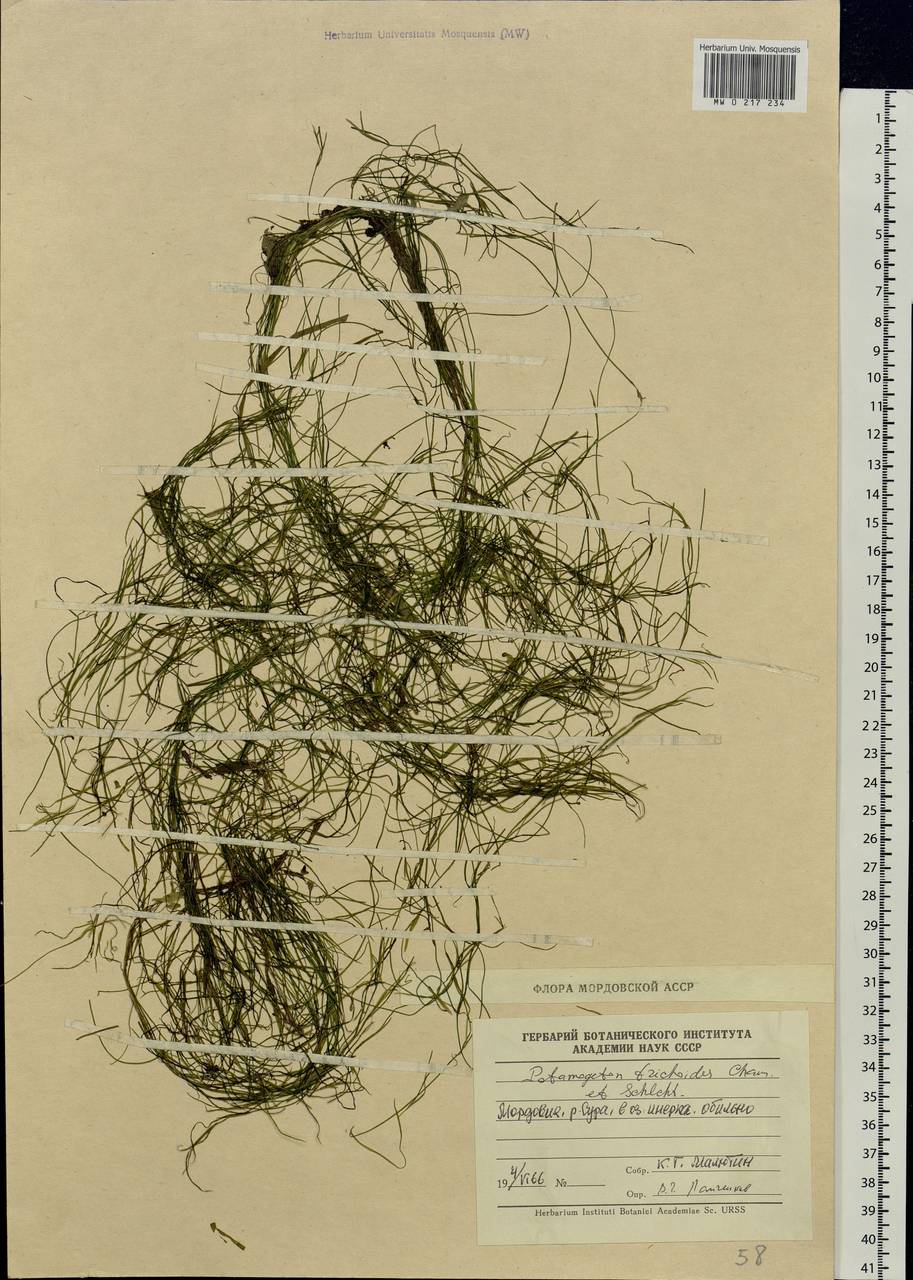 Potamogeton trichoides Cham. & Schltdl., Eastern Europe, Middle Volga region (E8) (Russia)