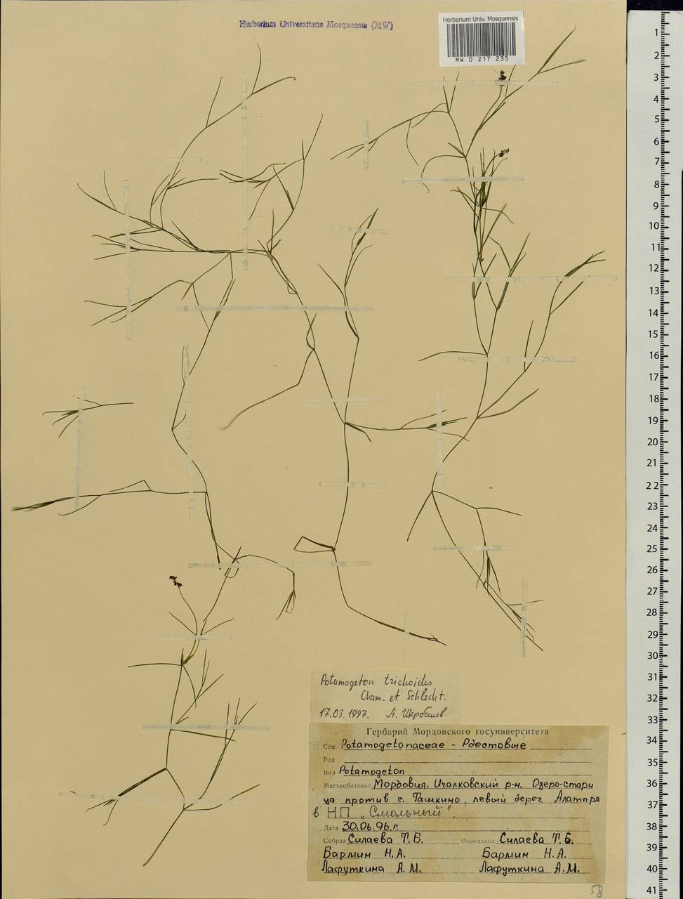 Potamogeton trichoides Cham. & Schltdl., Eastern Europe, Middle Volga region (E8) (Russia)