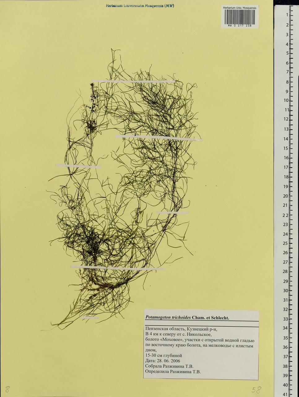 Potamogeton trichoides Cham. & Schltdl., Eastern Europe, Middle Volga region (E8) (Russia)