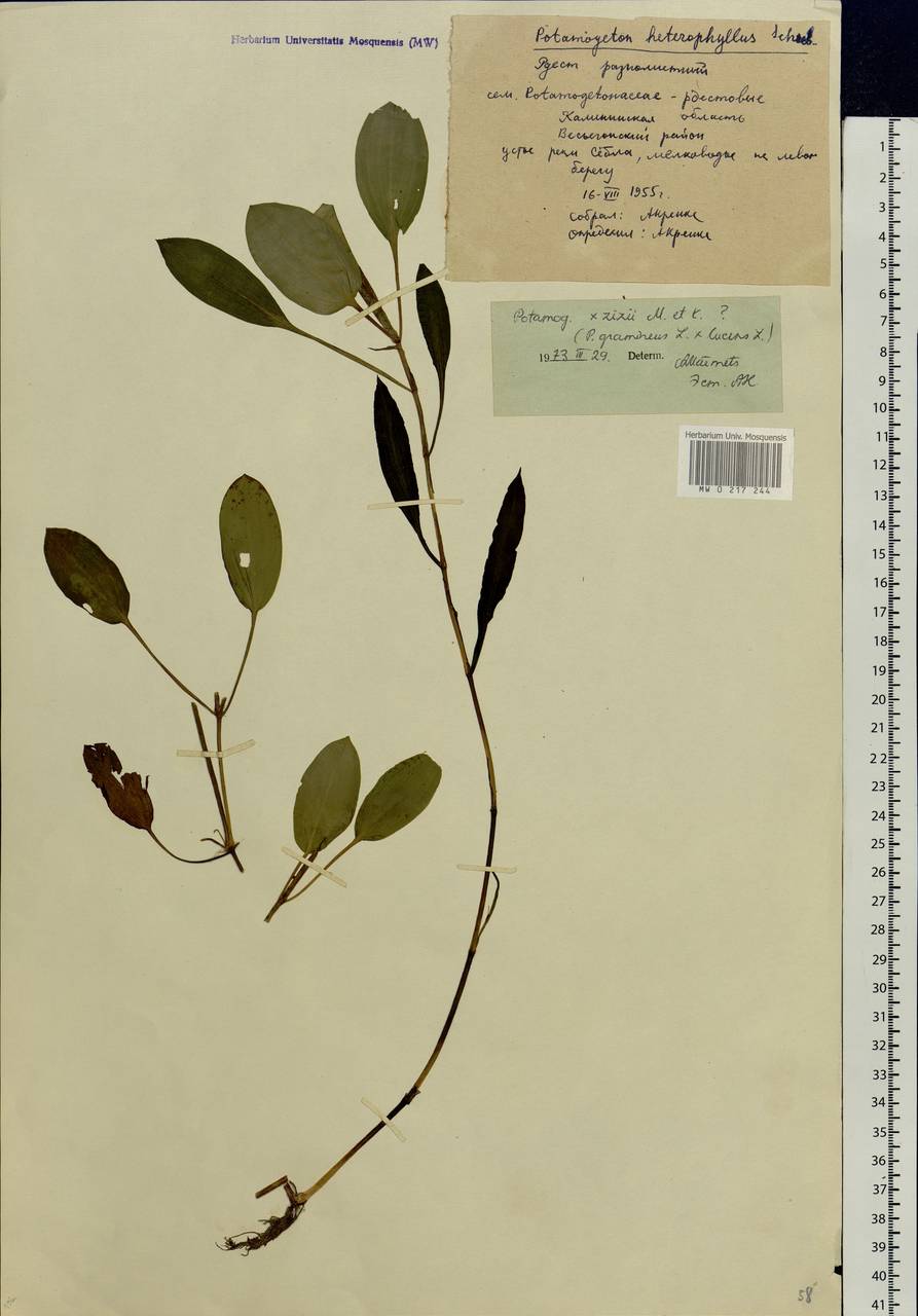 Potamogeton lucens L., Eastern Europe, North-Western region (E2) (Russia)