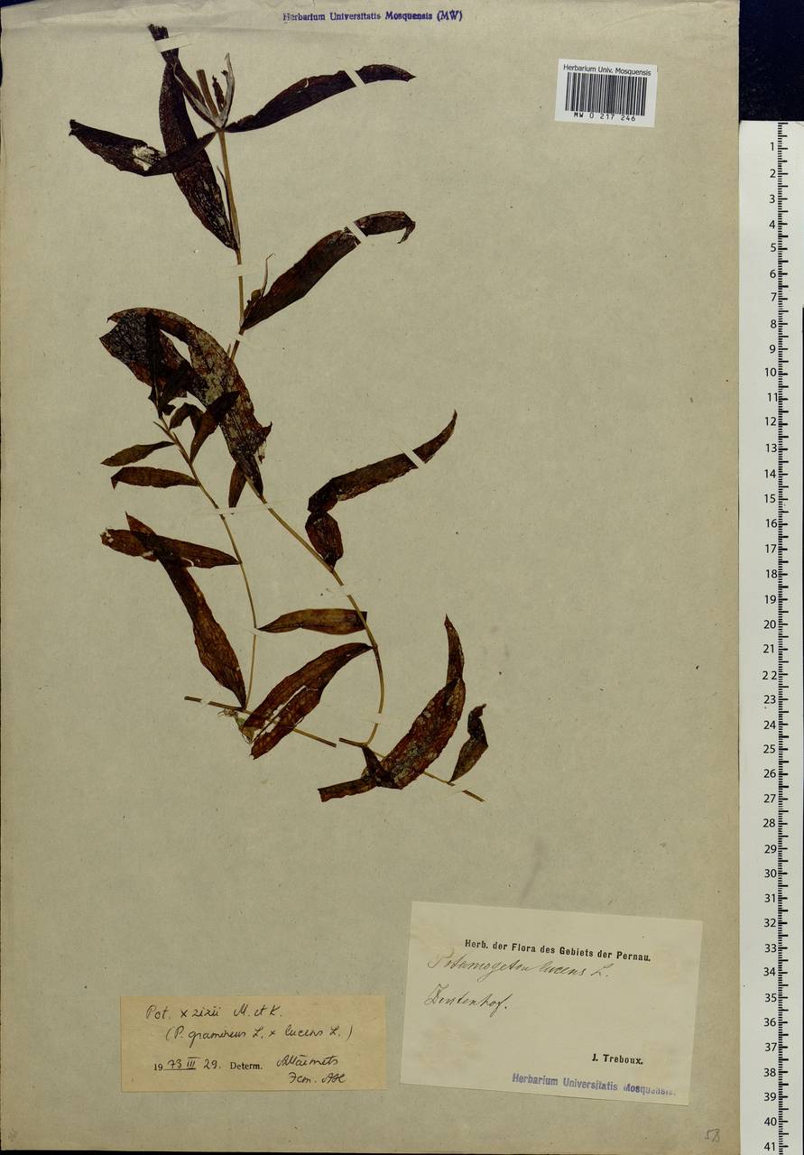 Potamogeton lucens L., Eastern Europe, Estonia (E2c) (Estonia)