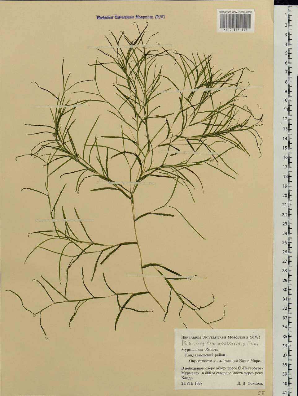 Stuckenia pectinata (L.) Börner, Eastern Europe, Northern region (E1) (Russia)