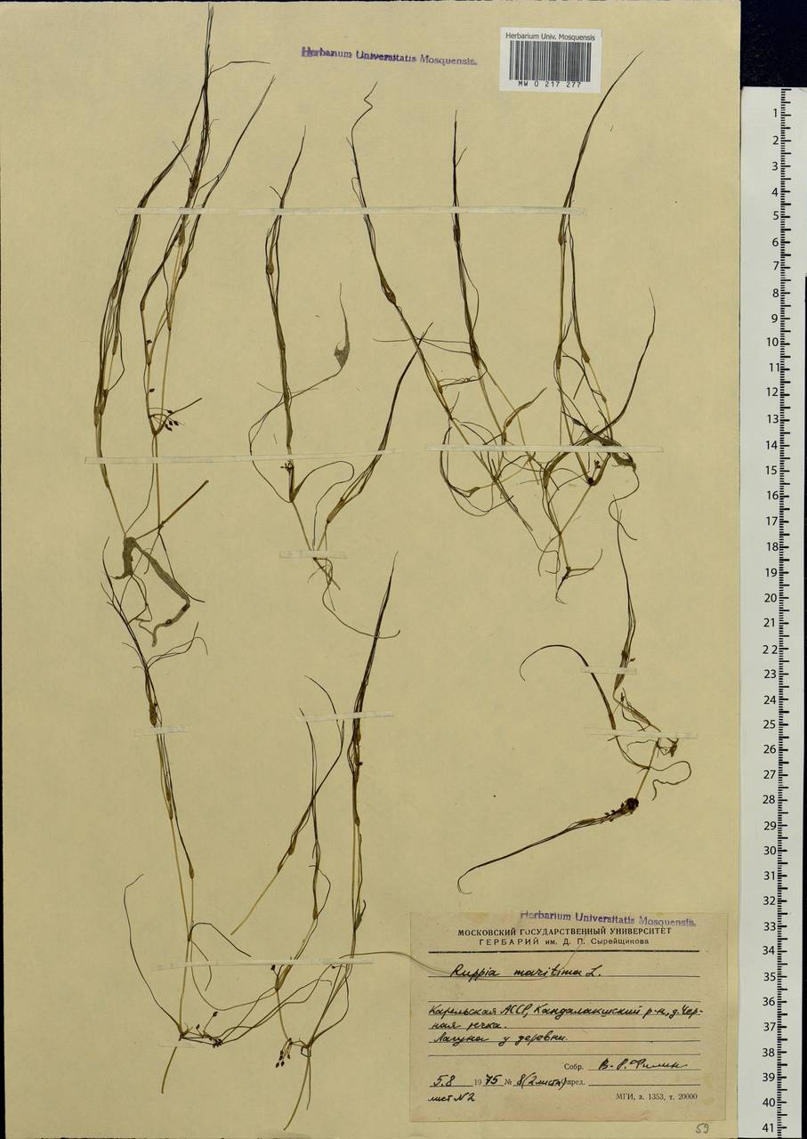 Ruppia maritima L., Eastern Europe, Northern region (E1) (Russia)