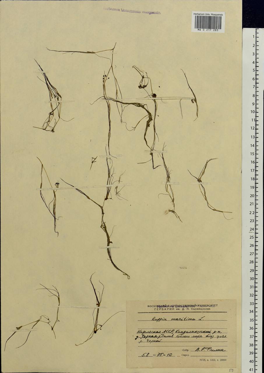 Ruppia maritima L., Eastern Europe, Northern region (E1) (Russia)