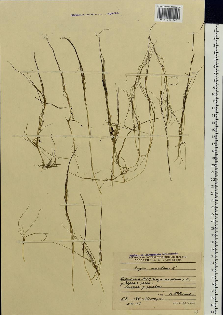 Ruppia maritima L., Eastern Europe, Northern region (E1) (Russia)