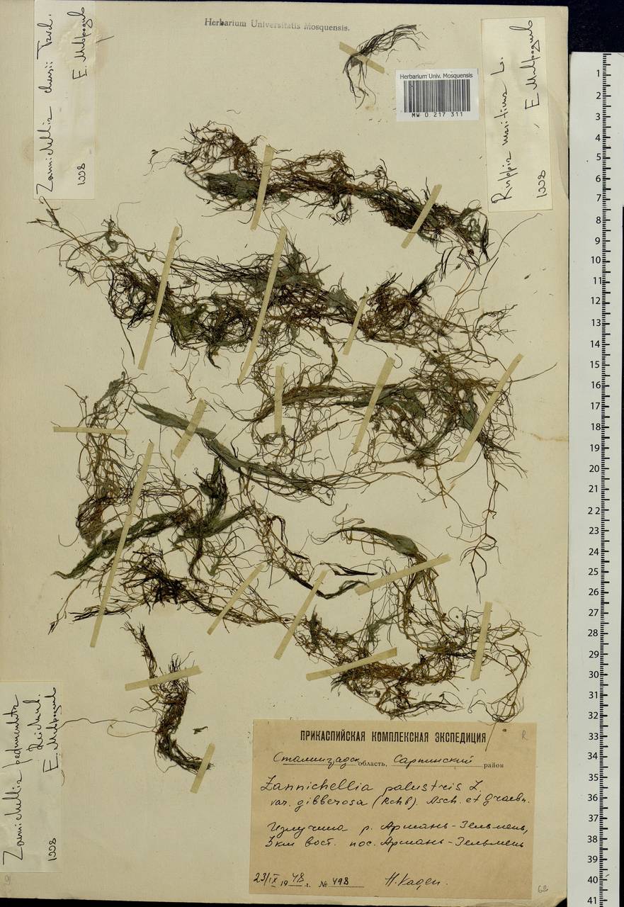 Zannichellia palustris subsp. palustris, Eastern Europe, Lower Volga region (E9) (Russia)