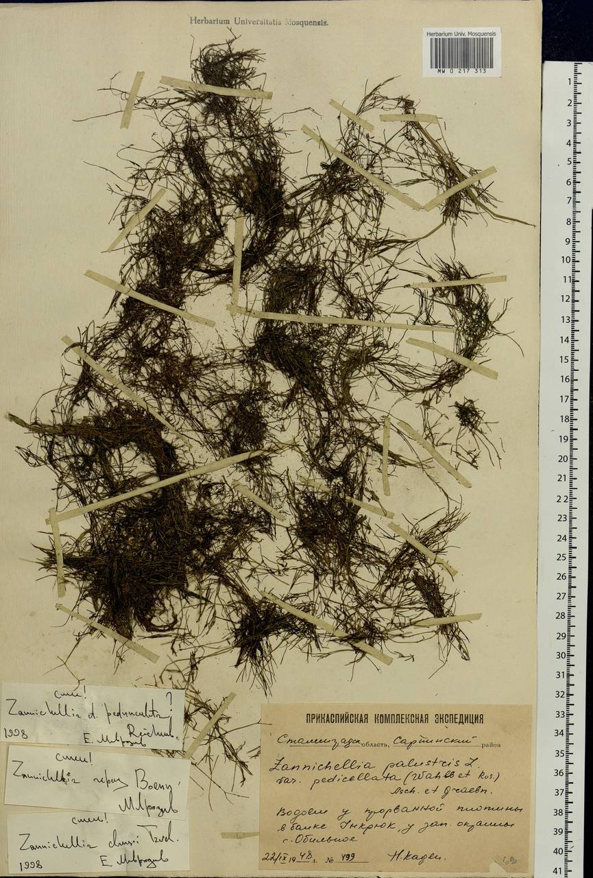 Zannichellia palustris subsp. palustris, Eastern Europe, Lower Volga region (E9) (Russia)