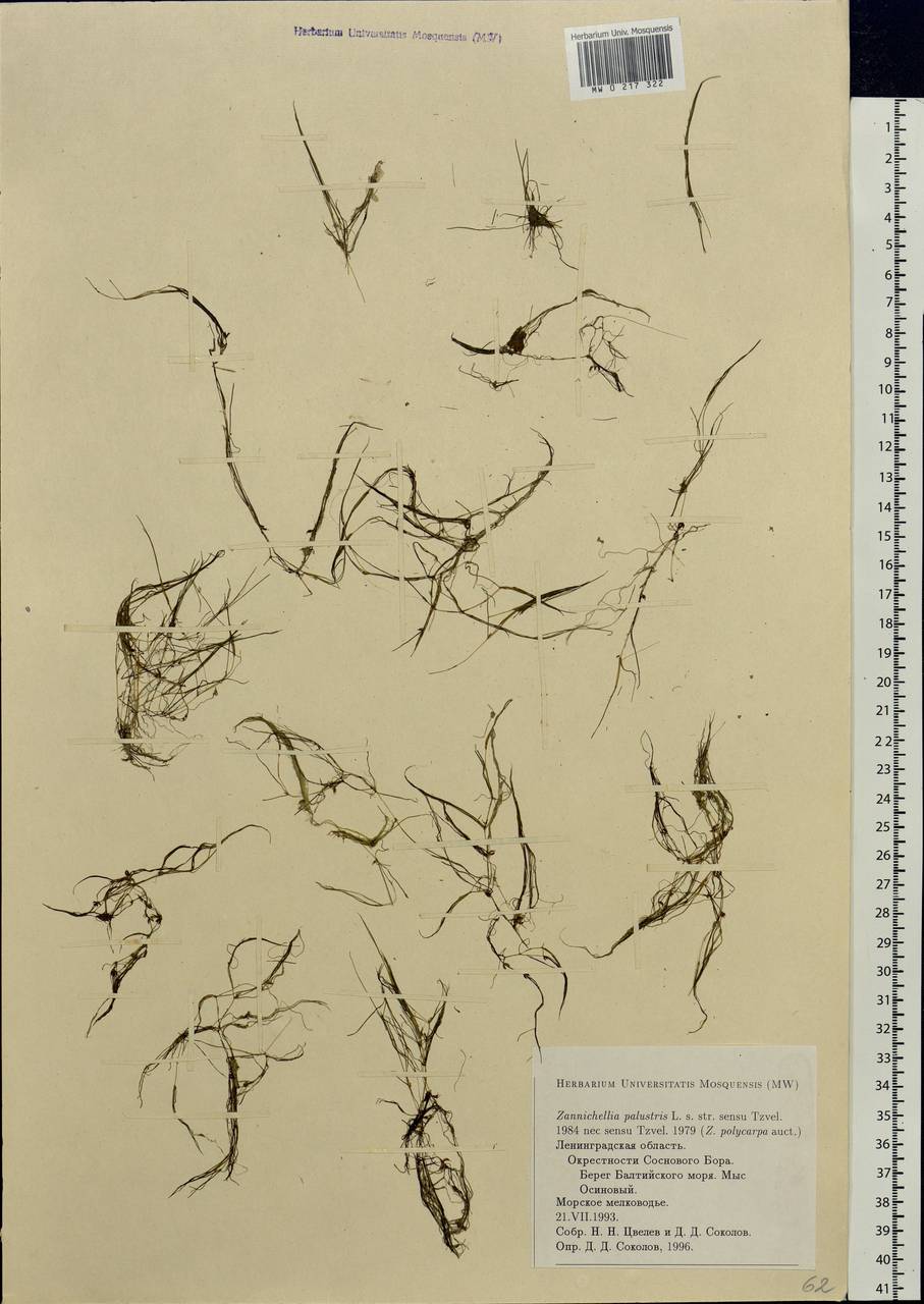 Zannichellia palustris L., Eastern Europe, North-Western region (E2) (Russia)