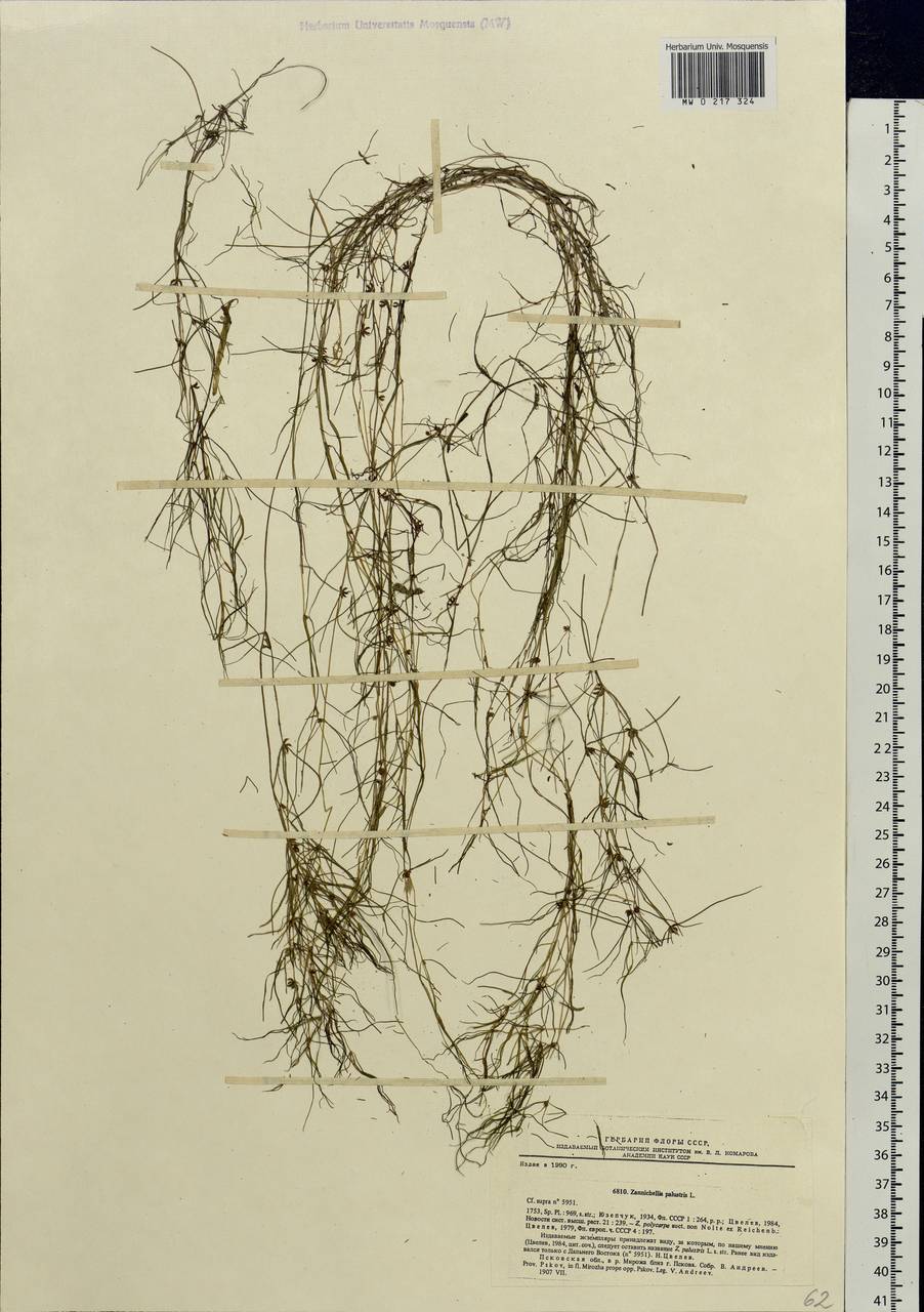 Zannichellia palustris L., Eastern Europe, North-Western region (E2) (Russia)