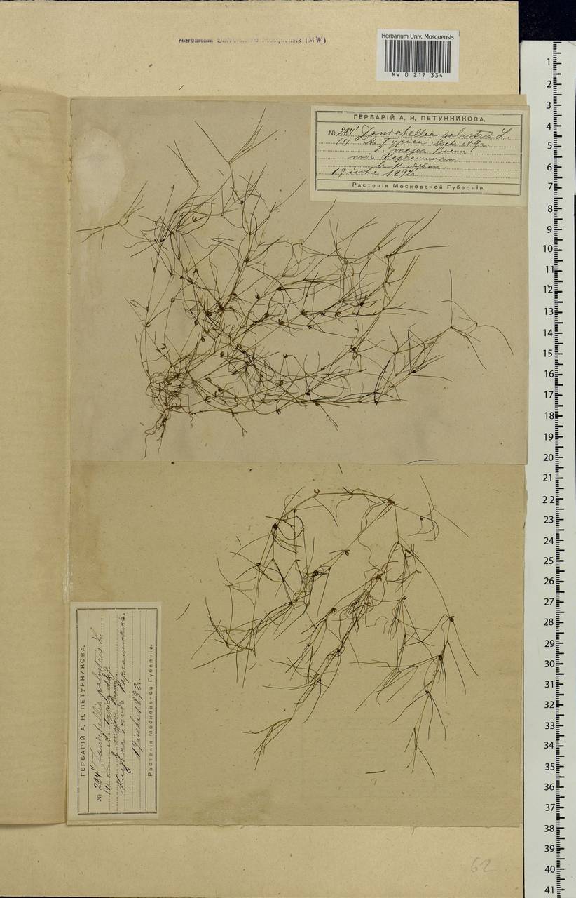 Zannichellia palustris L., Eastern Europe, Moscow region (E4a) (Russia)