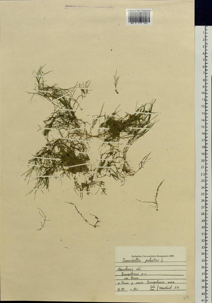 Zannichellia palustris L., Eastern Europe, Moscow region (E4a) (Russia)