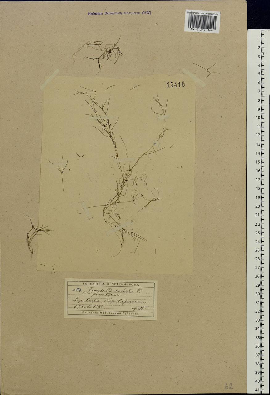 Zannichellia palustris L., Eastern Europe, Moscow region (E4a) (Russia)