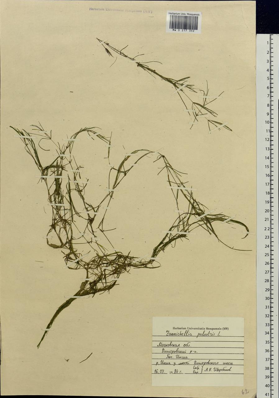 Zannichellia palustris L., Eastern Europe, Moscow region (E4a) (Russia)