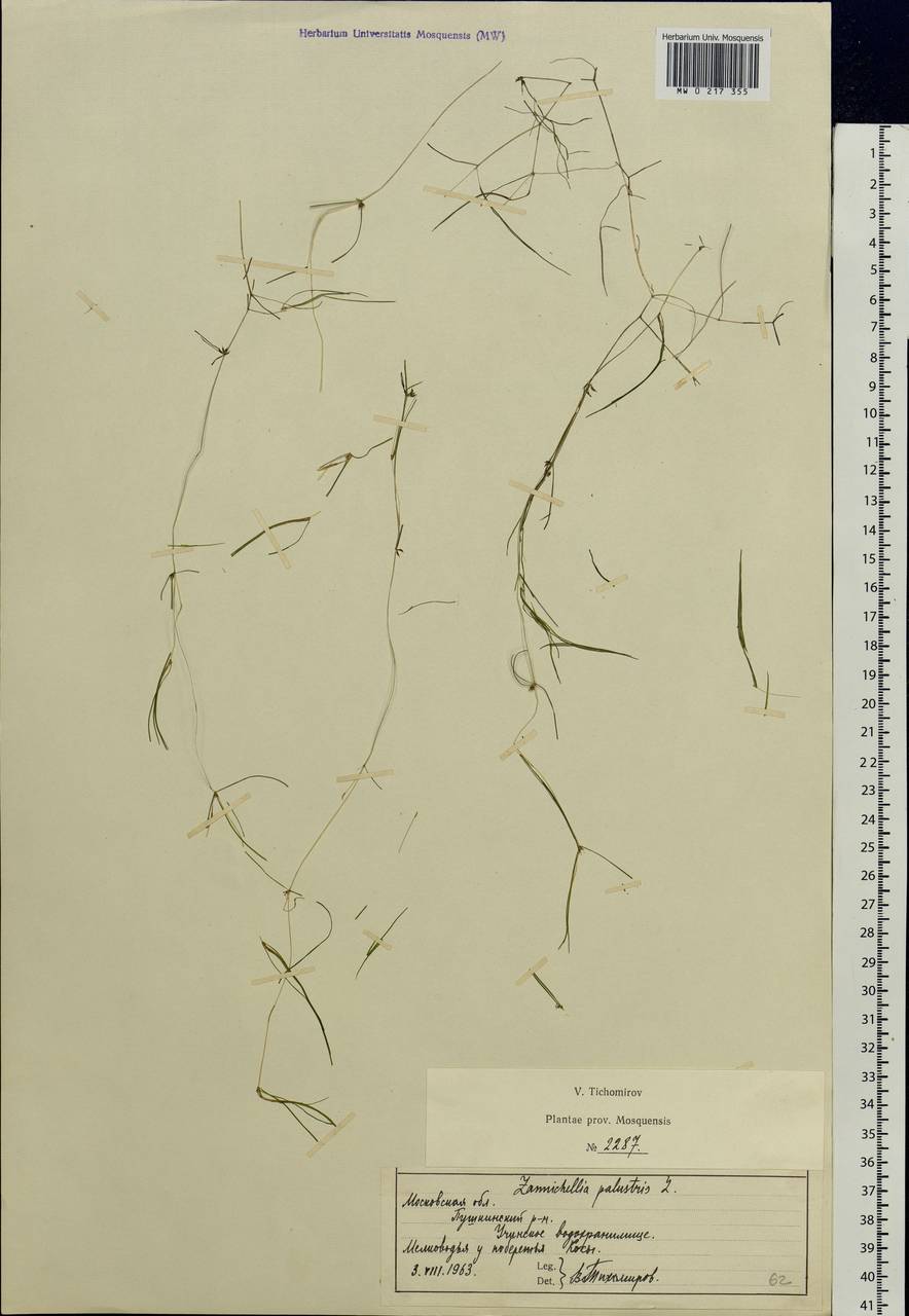 Zannichellia palustris L., Eastern Europe, Moscow region (E4a) (Russia)
