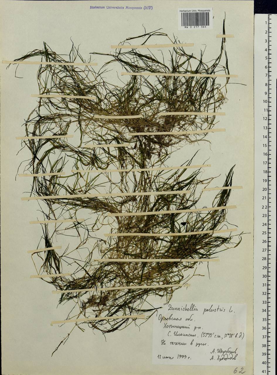 Zannichellia palustris L., Eastern Europe, Central forest-and-steppe region (E6) (Russia)