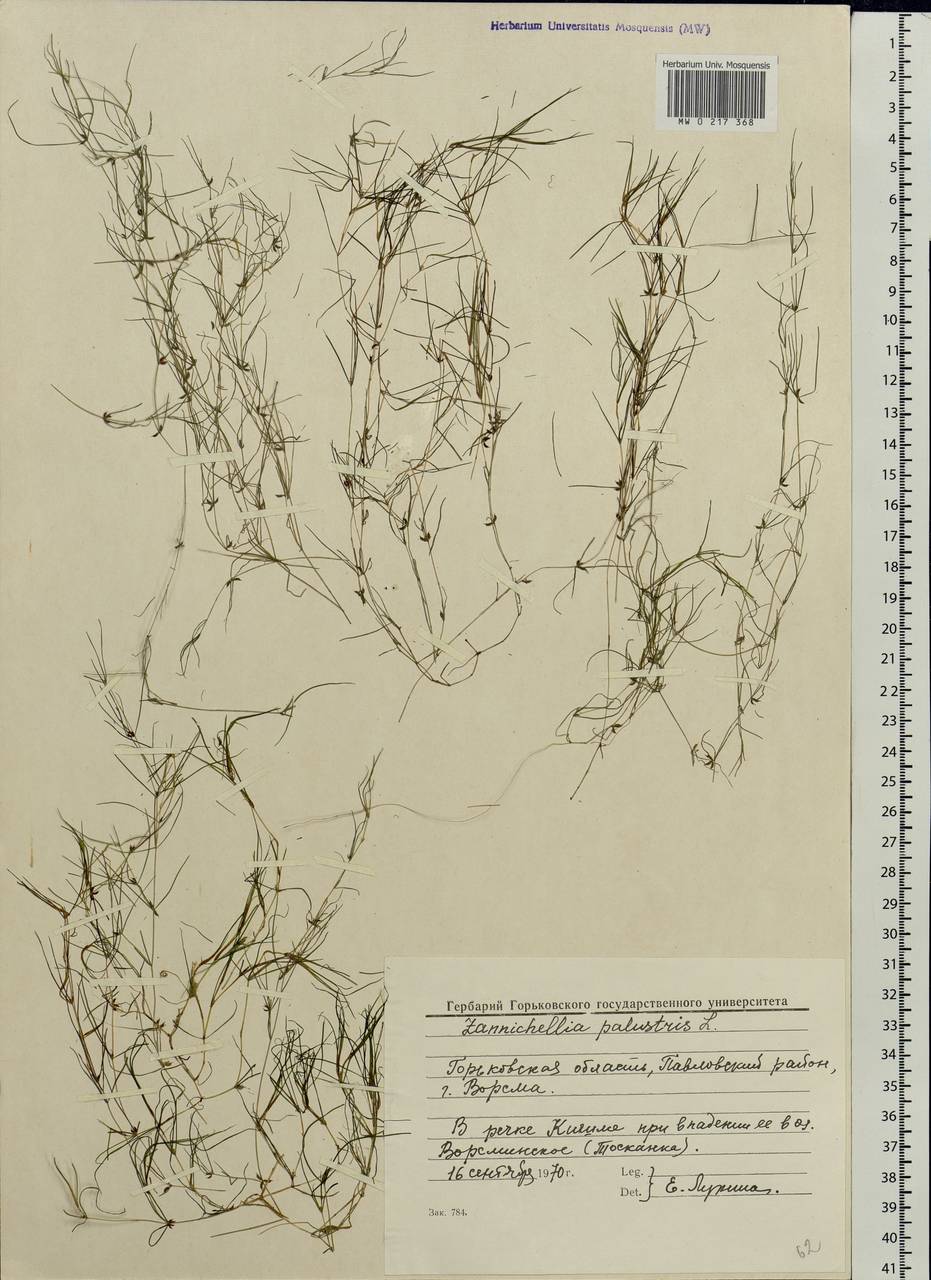 Zannichellia palustris L., Eastern Europe, Volga-Kama region (E7) (Russia)