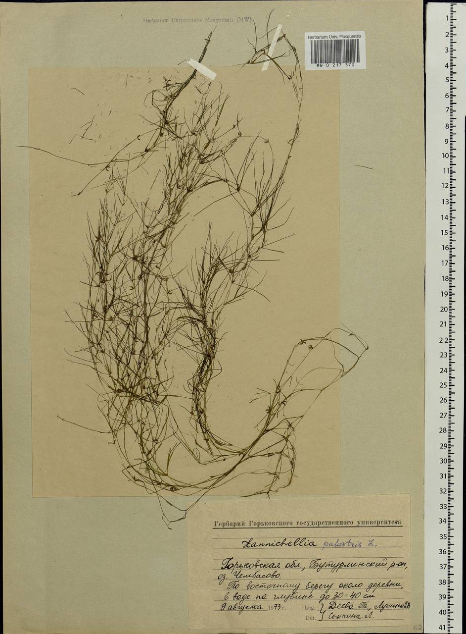 Zannichellia palustris L., Eastern Europe, Volga-Kama region (E7) (Russia)