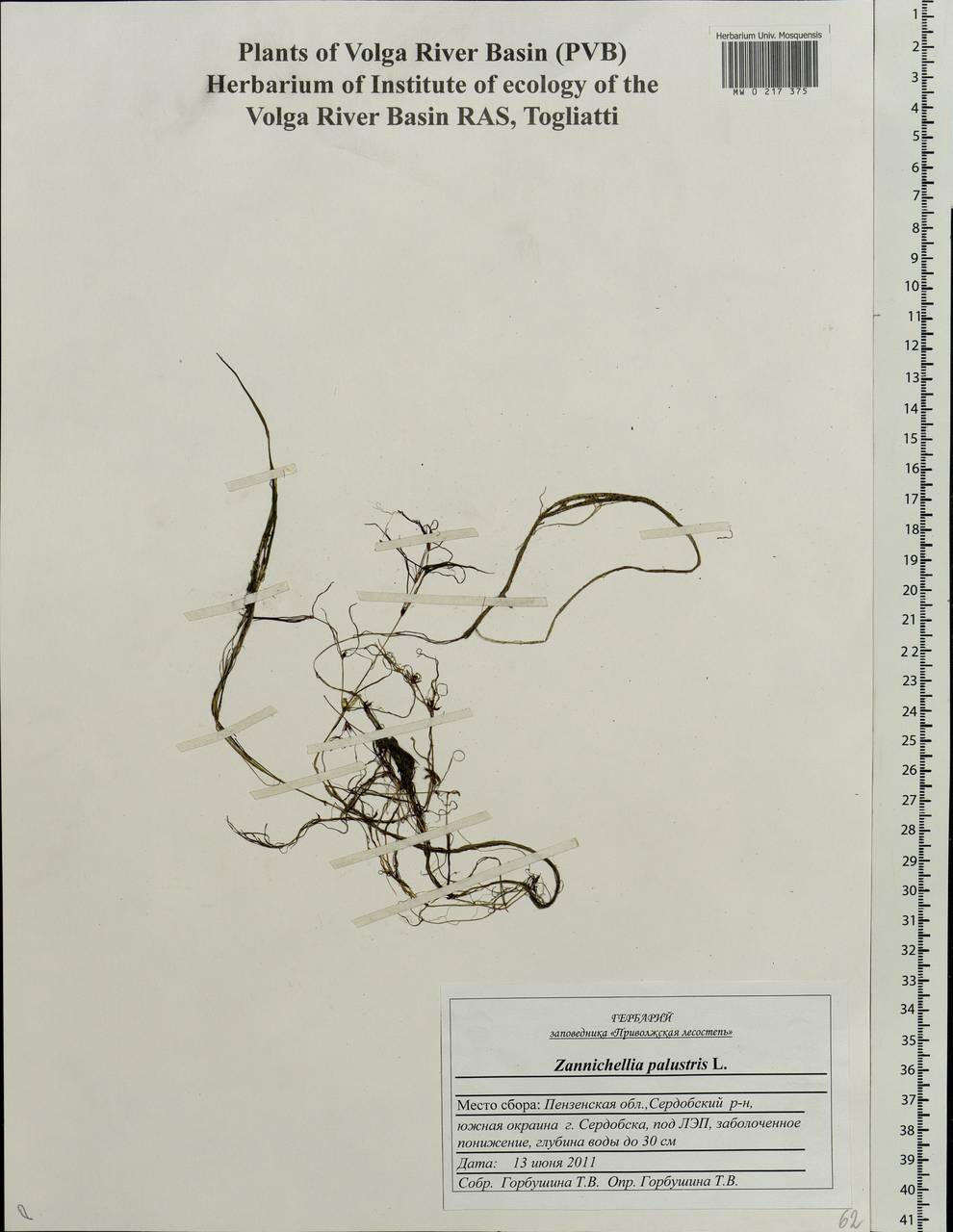 Zannichellia palustris L., Eastern Europe, Middle Volga region (E8) (Russia)