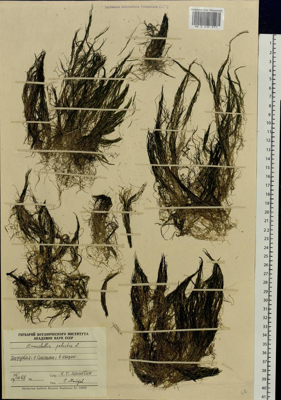 Zannichellia palustris L., Eastern Europe, Middle Volga region (E8) (Russia)