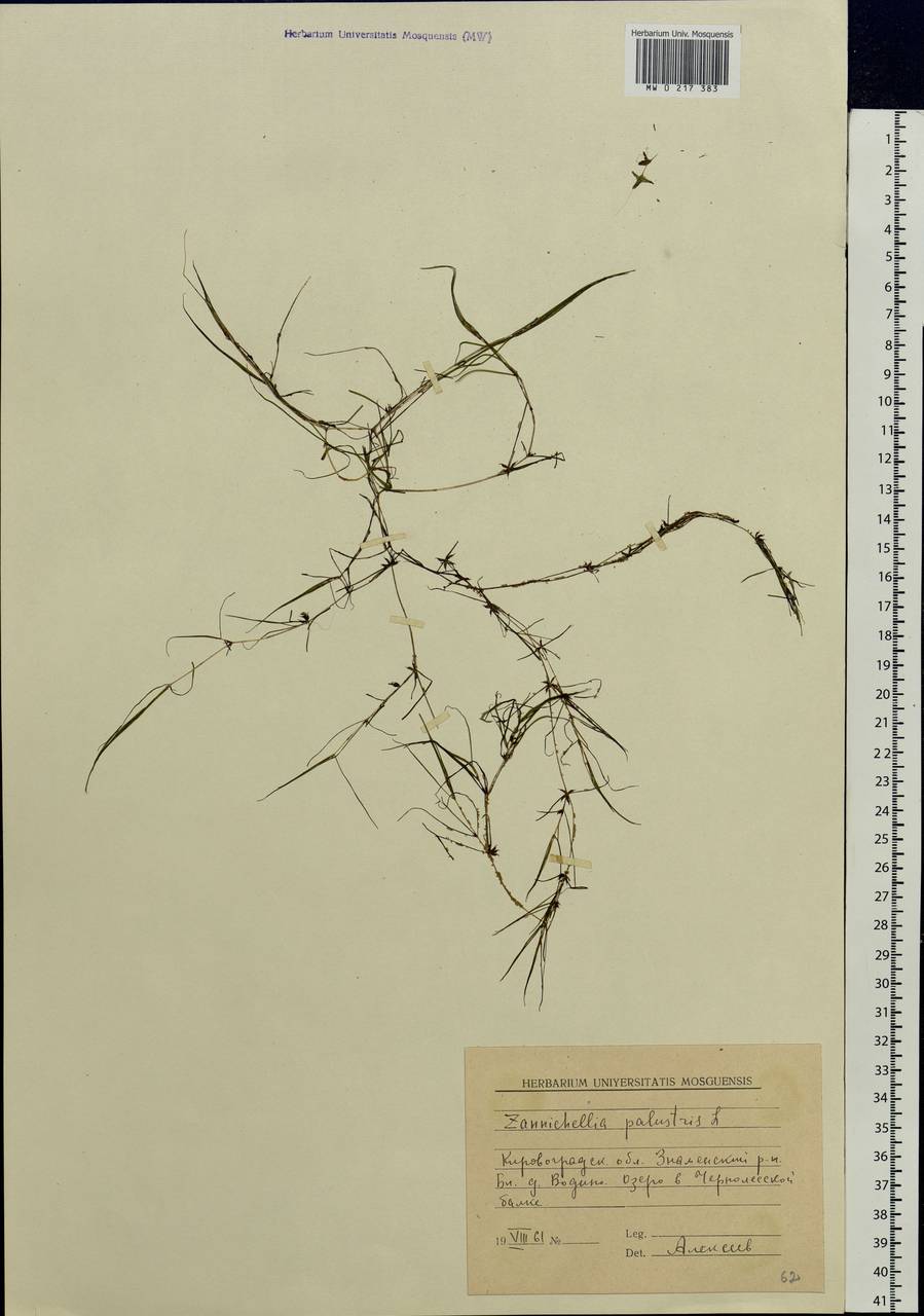 Zannichellia palustris L., Eastern Europe, South Ukrainian region (E12) (Ukraine)