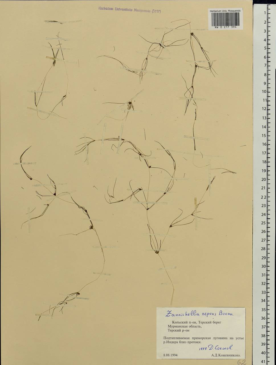 Zannichellia palustris subsp. palustris, Eastern Europe, Northern region (E1) (Russia)