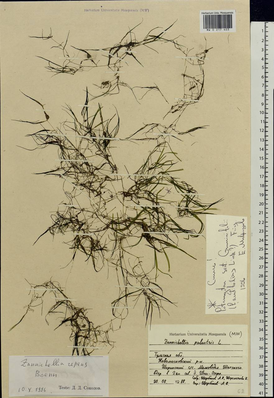 Zannichellia palustris subsp. palustris, Eastern Europe, Central region (E4) (Russia)
