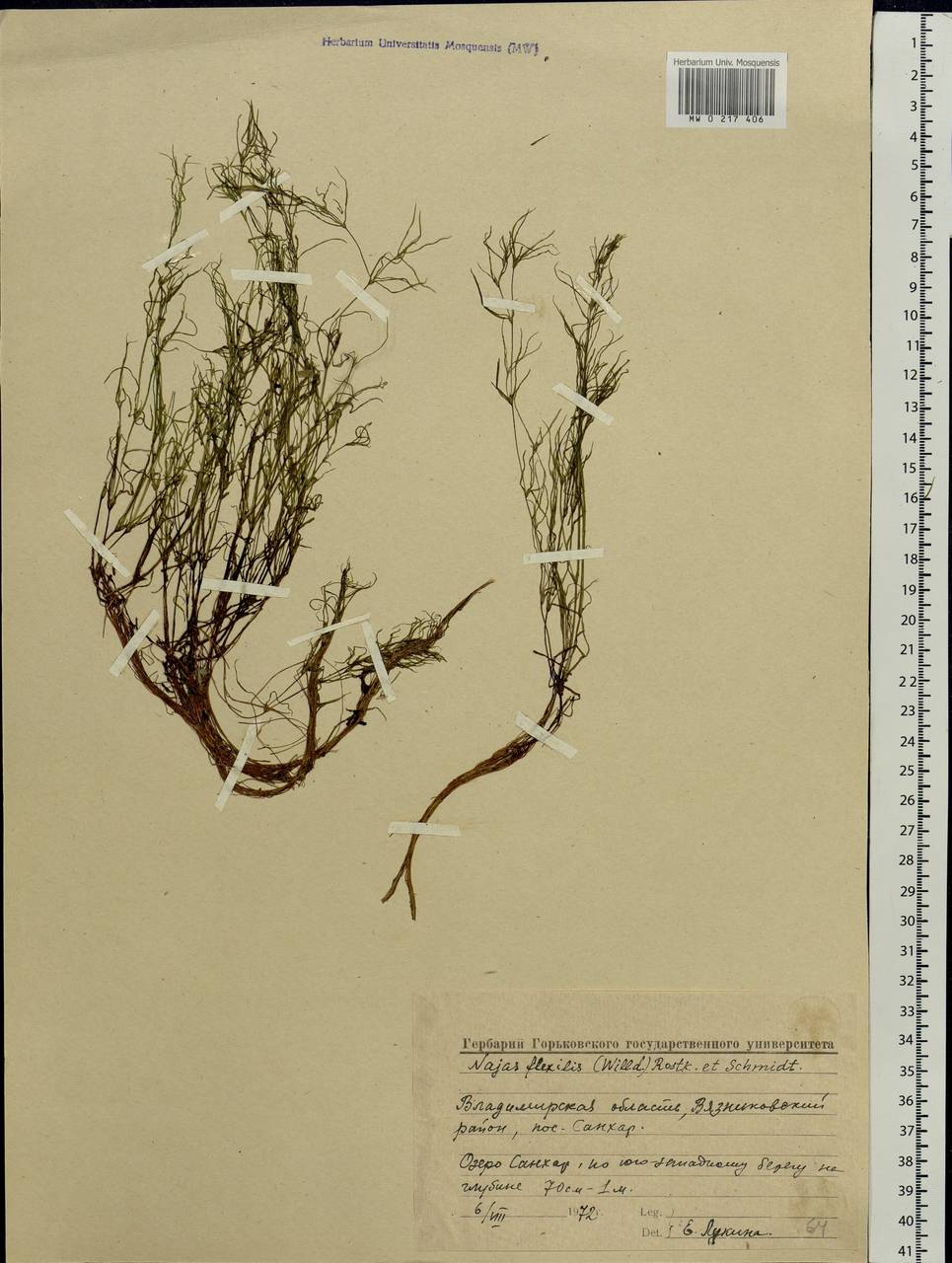 Najas flexilis (Willd.) Rostk. & W.L.E.Schmidt, Eastern Europe, Central region (E4) (Russia)