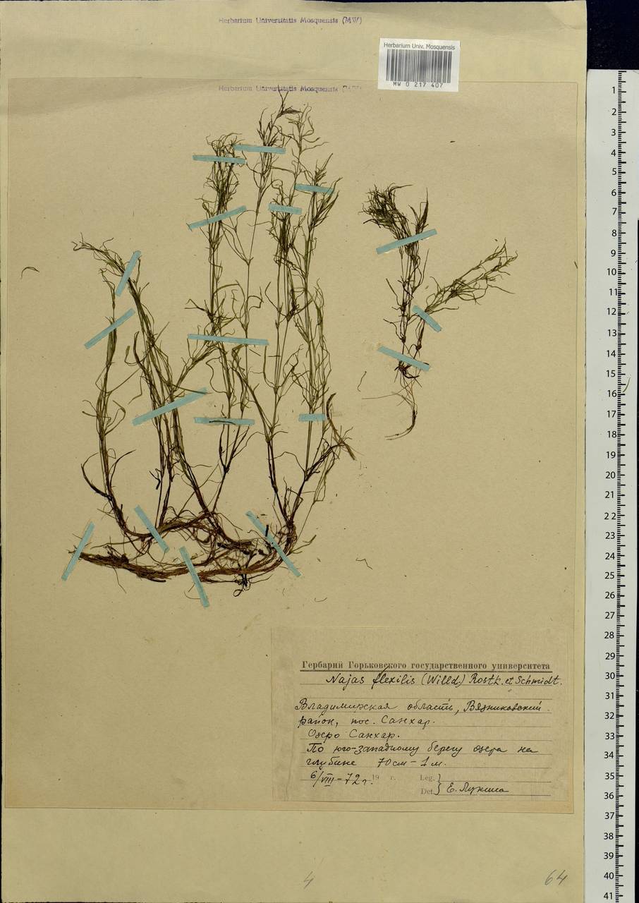 Najas flexilis (Willd.) Rostk. & W.L.E.Schmidt, Eastern Europe, Central region (E4) (Russia)