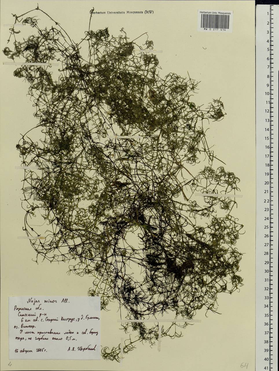 Najas minor All., Eastern Europe, Central region (E4) (Russia)