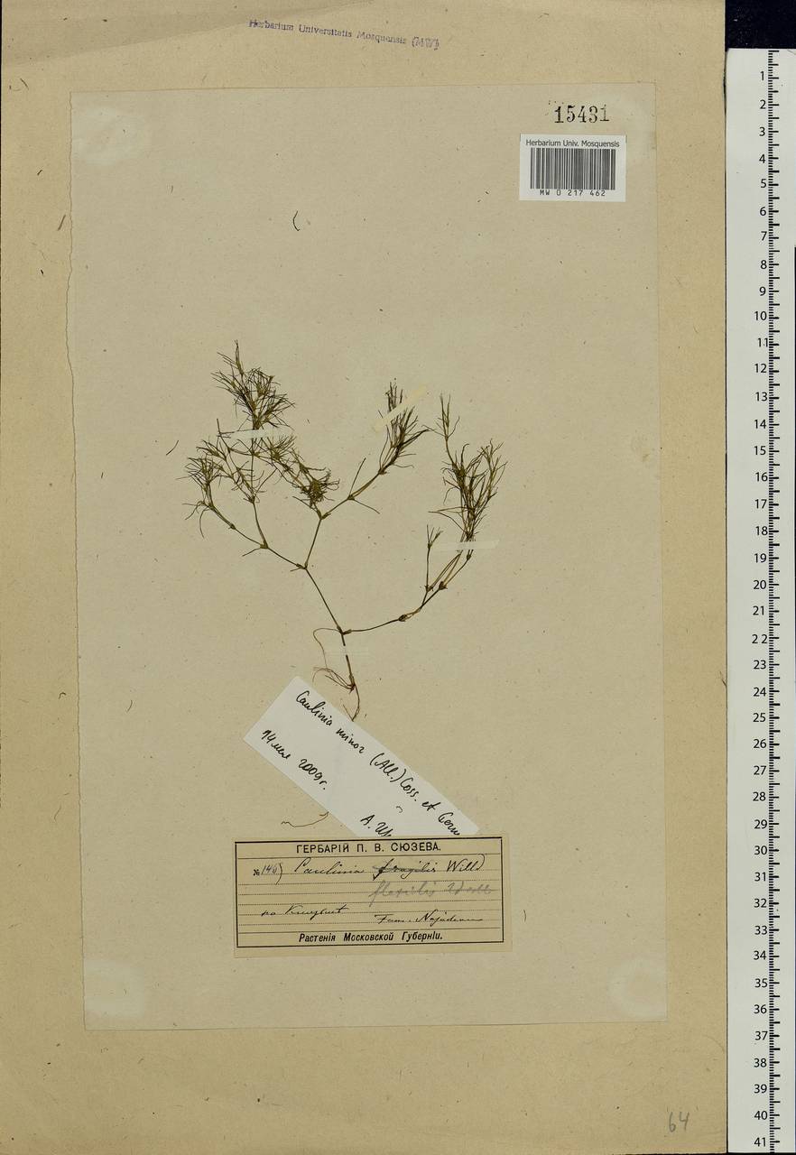 Najas minor All., Eastern Europe, Moscow region (E4a) (Russia)