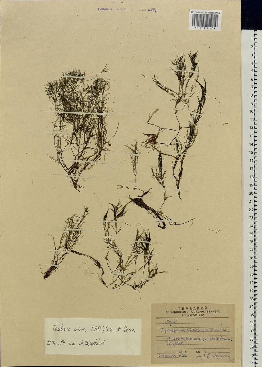Najas minor All., Eastern Europe, Volga-Kama region (E7) (Russia)