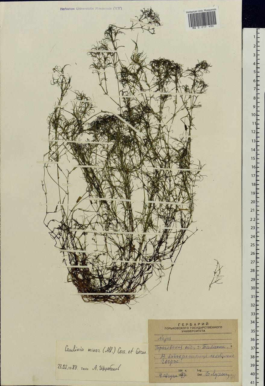 Najas minor All., Eastern Europe, Volga-Kama region (E7) (Russia)